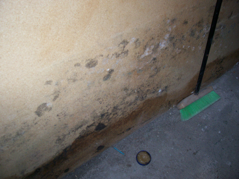 What Is That Black Mould